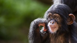 Les chimpanzés aussi adorent les ragots : notre curiosité sociale remonterait à des millions d’années - RTBF Actus