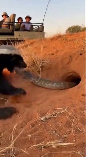 How Do Badgers Deal with Snakes in the Wild? 野生でアナグマはヘビとどう向き合うのか？ 야생에서 오소리는 뱀을 어떻게 상대할까? #animals