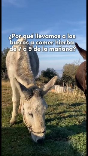 La alimentación de los burros: capítulo 3 de los documentales de El Hogar