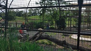 2.2K views · 69 reactions | It's National Zookeeper Week! In the Black Bear exhibit, zookeepers John and Codie spread food and treats around the facility so that the bears have to search for their food. It's part of the enrichment program at the park. | Lake Tobias Wildlife Park | Facebook