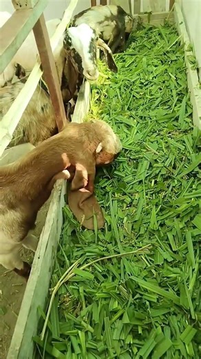 #farming goat