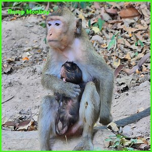 God not HELP ! This Big Monkey attacks the lil monkey so bad!! | RESEP Monkey