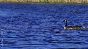 Female Canadian Goose with Goslings at Edmonton Lake, Canada in Spring