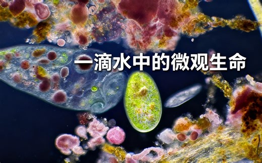 [中配]一滴水中的微观生命 - My Microscopic World