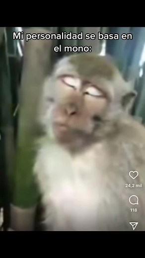 Monkeys Mimicking Human Behavior in Funny Clips