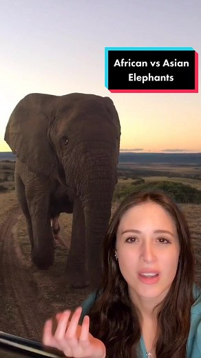 Differences Between African and Asian Elephants