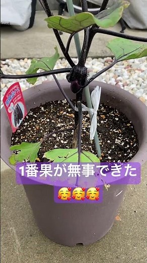 プランターで、なす 1番果を早めに収穫！ #プランター #プランター栽培 #なすび