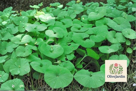 25 Wild Ginger Seeds – Asarum Canadense – Native Woodland Perennial – Shade Groundcover - Etsy