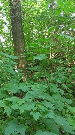 А728Висновки 24 Conclusions #piano #nature #деньсім #music #animals #humour #travel #funny#survival