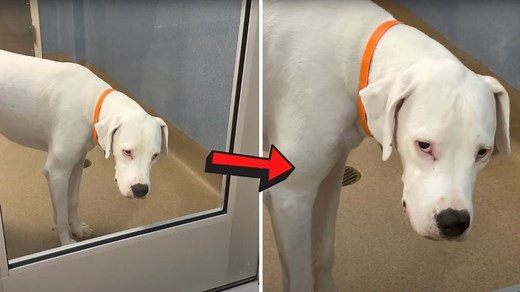 Dogo Argentino won't stop waiting for his family to return until this happens...(Adoption Update 🥰) | Rocky Kanaka