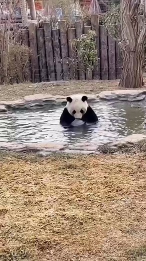 So slippery. Pet giant panda, Chinese national treasure, protected animals Naughty, cute, naughty, animal#giantpanda#panda#pete#pet#petslove#fyp#fypシ @TikTok @tiktok creators @TikTok en español @boatkitten @dream_traveler00 @catgivry