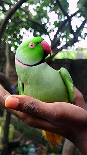 30K views · 291 reactions | Angry talking parrot  #reels #shorts #talkingparrot #angryparrot #viralreels #parrot #viral digital diaries | digital diaries | Facebook