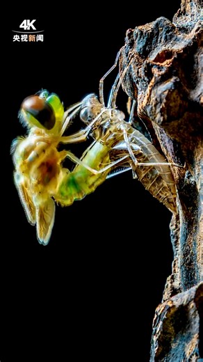 177K views · 1.8K reactions | 樂 Do you know that dragonflies also molt? Captured in time-lapse, this magical moment shows a dragonfly breaking free from its old shell. ✨ Fragile wings unfolding, a new life begins.  Nature’s wonders are closer than we think.  Wang Xi (CMG) & Song Guangxu (Kunming Jinning Media Center) #dragonfly #NatureMagic #Rebirth #insectlife #timelapse | Jimu Focus | Facebook