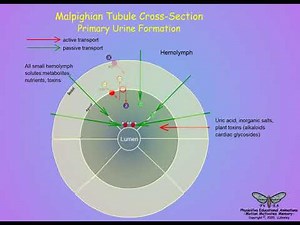 17 Insect Excretory System - Structure and Function