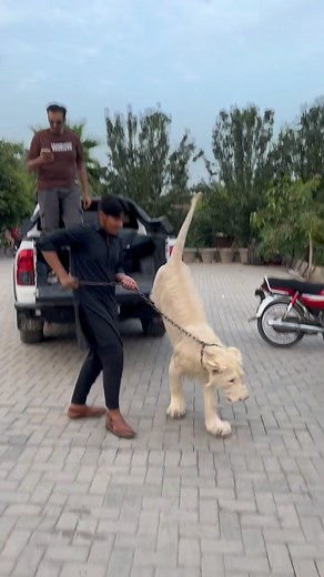 Program toh war giya😂🤣#lion #lionhub #lionking #viral #fyp #reels | Lion Hub