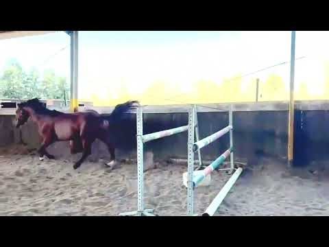 Cheval à vendre - A vendre cheval entier de 3 ans CSO - Vidéo 3 - equirodi.be
