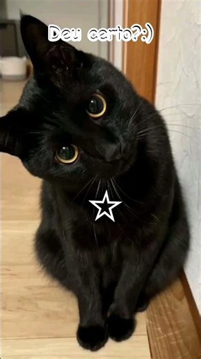 #cat espero ter dado Certo:) ;(