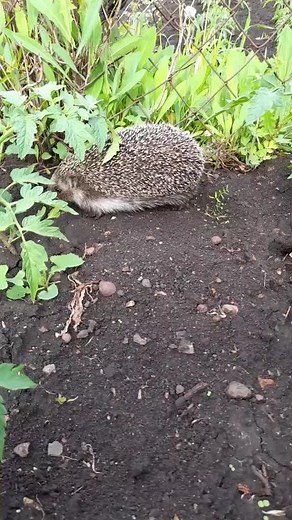 Hedgehog and Orange Cat Exploring a Beautiful Garden