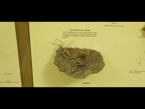 Enjoying the Samples of Insects in the Field Museum