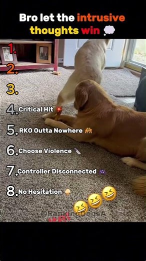 Bro let the intrusive thoughts win 💭 #funniest #funny #cute #cutestanimals #usa #dog