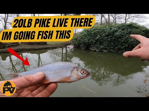 Mastering Winter Predator Fishing: Top Tips for Big Pike on the River.