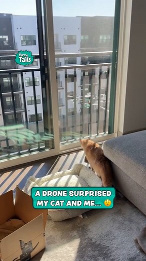 418K views · 10K reactions | Strange drone arrives at my apartment window  #aerialphotographer #instacat #catstagram #catoftheday | Furry Tails | Facebook