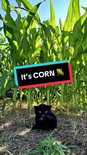 Iowa's Corn Delight: Dwarf Cat's Love for Corn 🌽