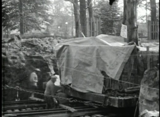 6.6K views · 130 reactions | TMA #Throwback! In October of 1929, a copper beech tree was moved approximately 200 feet from the Libbey house to a site near where the Glass Pavilion now stands. The copper beach tree weighed 105 tons, had an estimated height of 75 feet, and a trunk diameter of 31 inches, claiming the title of the world’s largest tree transplanted (as of December 1968).  | The Toledo Museum of Art | Facebook