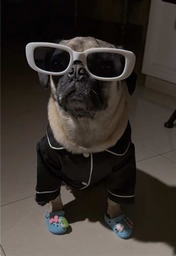 Paparazzi Moments with Adorable Pugs