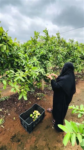 guava harvesting guava garden #guava #fruitfarming #shortsfeed