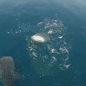 17K views · 470 reactions | Whale sharks feeding on baitfish off Mafia Island in Tanzania. Credits: @simonjpierce | Magic Nature | Facebook