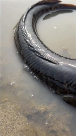 🎣 Fish Bite! 🤯 You WON'T Believe This Bait! 😱 #fishing #fishinglife #shorts #riverside