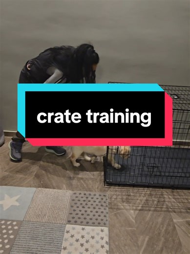 Crate training σε μωρουλι 2 μηνων!! 🧿Secret Melody Zouri🧿 #εκπαιδευση_σκυλων_αθηνα #puppytraining #cratetraining #labradorpuppy🐕 #κουταβι @Stathis Vrachas