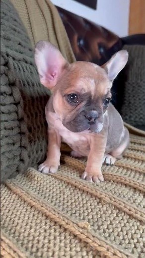 Merle Frenchie Puppy
