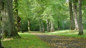 Autumn leaves start falling in autumn. First signs of fall in green park alley. Blowing in the wind falling from tree in slow motion. Seasons change