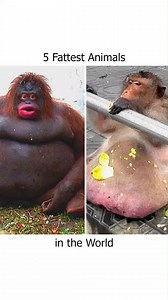 416K views · 5.1K reactions | 5 Fattest Animals in The World! | Safari Sarraah | Facebook