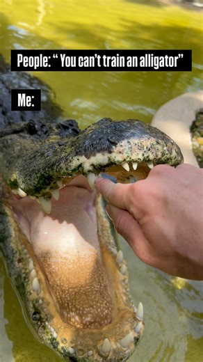 Chuckey | Reptile Keeper | For anyone that thinks you can’t train an Alligator (AGAIN NOT TAME) explain to me how is it that I can touch his face on his... | Instagram