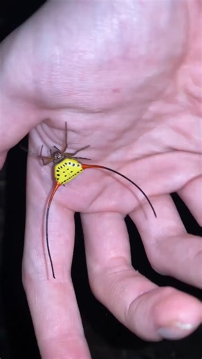 The bull’s horned spider or demon horned orb weaver is definitely one of the coolest spiders in my book. And the reasons for them having these giant stiff horns are so that predatory birds will have trouble trying to swallow them and choke. The other reason is camouflage. Looking like a piece from a tree just sitting in a web. Their abdomens are so large and heavy that they can’t even balance themselves properly while moving along surfaces, they prefer to always hang around. Despite this menacin