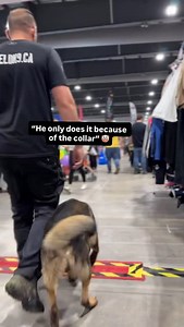 “He can’t do it without the collar”.. Training that works in the real world for more than ten seconds. Have a coffee, talk to someone on the phone or just walk. No constant bribery and engagement just normal walking. We did this for 45 minutes in between obedience and bite work demos we were doing for a live audience. They simply can’t do this 🤷‍♂️ #dogtraining #dogwalk #dogsofinsta #dogsofinstagram | Shield-K9 Dog Training