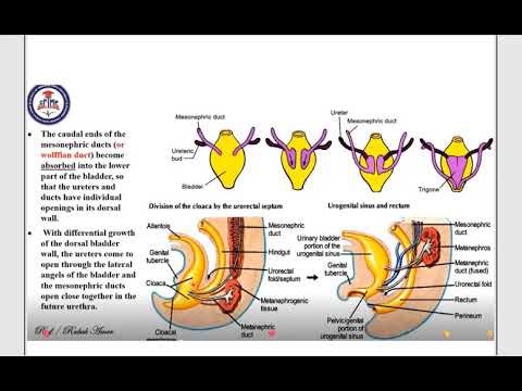 Development of Urinary Bladder & Urethra Dr.Ahmed Hassan Elbatahgy