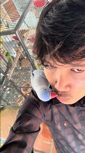 parrot with his boss #parrot #shorts #youtubeshorts #parrotsongs #entrainment
