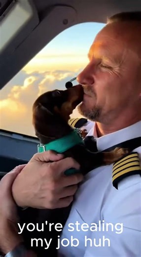 Dachshund becomes the co-pilot ✈️🐶 #dachshund #puppy #airplane #dogs #copilot