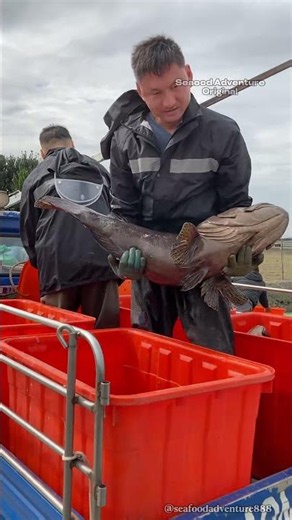 Hundreds of giant grouper harvested in an incredible catch #Grouper #Seafood #FishHarvest