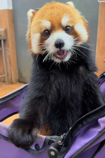Honey, shall we go out to play after dinner?🥰🥰🥰#Cute #redpandavibes #fy #fyp #trending #love #redpanda