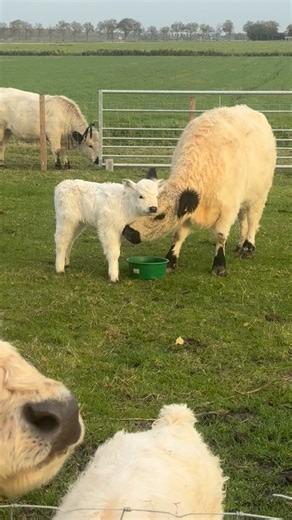 Mini calf Poppy is being washed by mother Victoria ❤️ #poppy #minicow #cow #calf #minikoe #koe #minikoetjes #minigalloway #minirund #miniaturecow | Boerderij TV