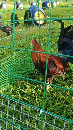 4.8K views · 4 comments | 2x winner na atoa Joe Sanford yellow legged hatch wat a close fight mga ka warrior✅✅ Comment section ATO full fight #everyonehighlightsfollowers #everyoneシ゚ | Don ADO GF | Facebook