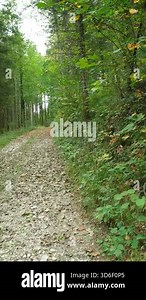 A path in an alpine forest in early autumn