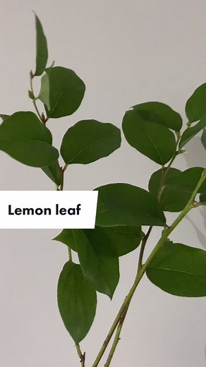 Floral Pronunciation Guide: How to Pronounce Flower Types Correctly