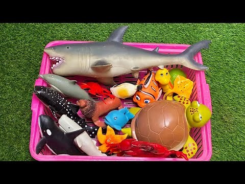 Meet Dolphins, Octopus & Sea Turtles: 🐬 A Fun Learning Journey Ocean World