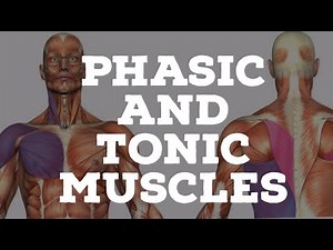 Phasic and tonic muscles